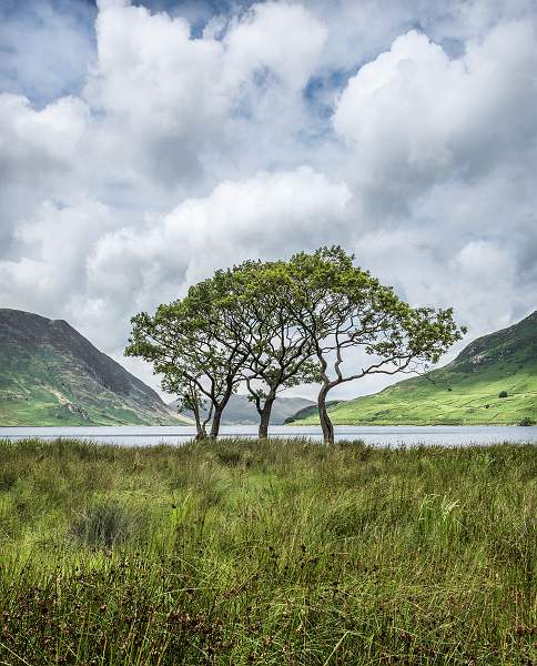 Four Trees by a Lake_Keith Lynch_open.jpg - Curves - Open